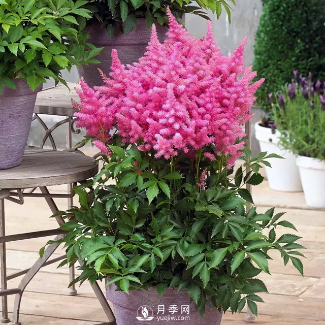 5種小眾網(wǎng)紅花，好看又有特點，值得入手(圖2)