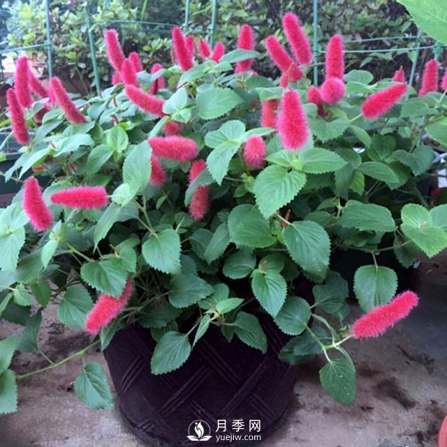 5種小眾網(wǎng)紅花，好看又有特點，值得入手(圖5)