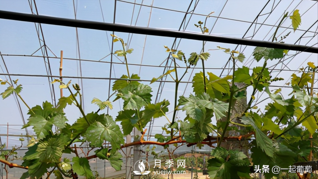 掌握規(guī)律合理摘心，讓陽光玫瑰葡萄聽話(圖1)