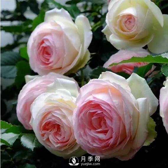 藤本月季如何選？這些經(jīng)典品種隨便一棵美爆你的花園(圖1)