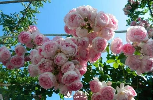 藤本月季如何選？這些經(jīng)典品種隨便一棵美爆你的花園(圖10)