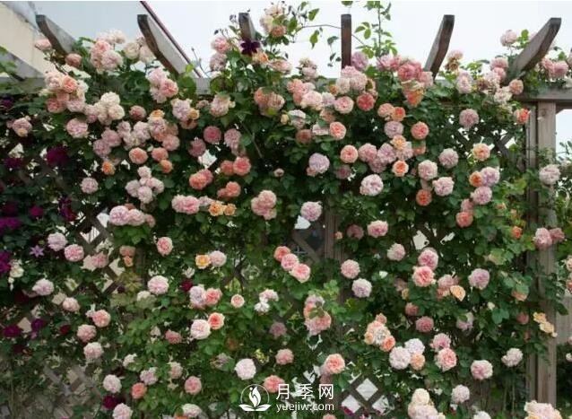 藤本月季如何選？這些經(jīng)典品種隨便一棵美爆你的花園(圖5)