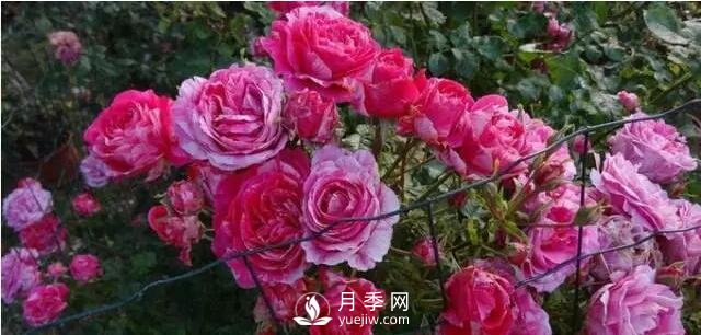 藤本月季如何選？這些經(jīng)典品種隨便一棵美爆你的花園(圖6)