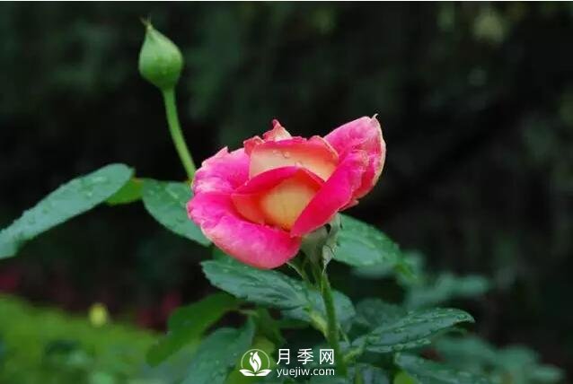 藤本月季如何選？這些經(jīng)典品種隨便一棵美爆你的花園(圖2)