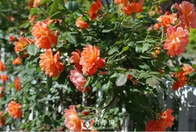 藤本月季如何選？這些經(jīng)典品種隨便一棵美爆你的花園(圖14)