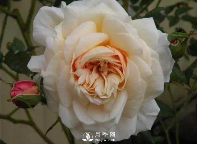 藤本月季如何選？這些經(jīng)典品種隨便一棵美爆你的花園(圖9)