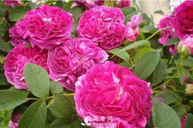 藤本月季如何選？這些經(jīng)典品種隨便一棵美爆你的花園(圖7)
