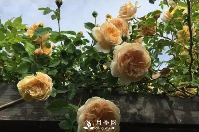 藤本月季如何選？這些經(jīng)典品種隨便一棵美爆你的花園(圖8)