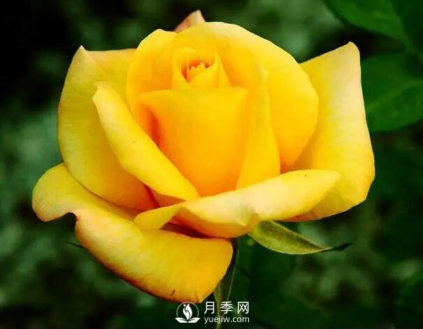 藤本月季如何選？這些經(jīng)典品種隨便一棵美爆你的花園(圖11)