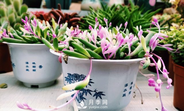 走進鄭州市陳砦花卉交易市場感受花樣年味(圖1)