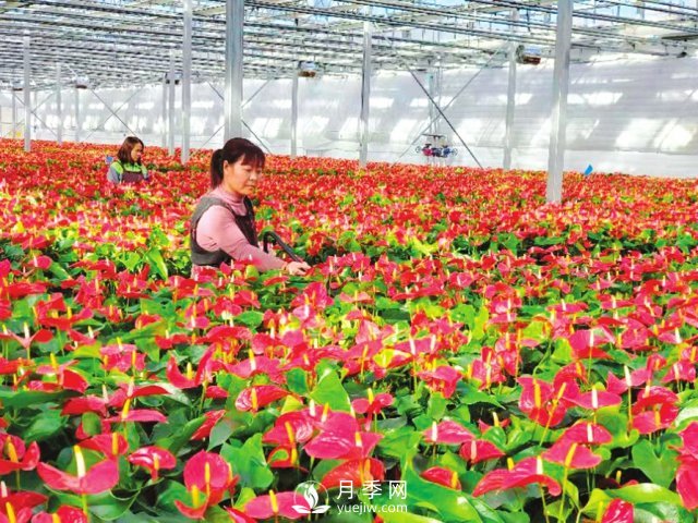 臨汾大寧：花卉經(jīng)濟助力產(chǎn)業(yè)轉型(圖1)