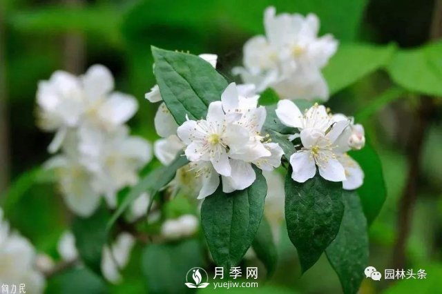 發(fā)展鄉(xiāng)土特色花灌木，這10種是潛力股(圖4)