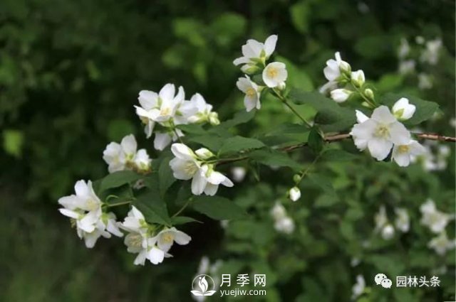 發(fā)展鄉(xiāng)土特色花灌木，這10種是潛力股(圖3)