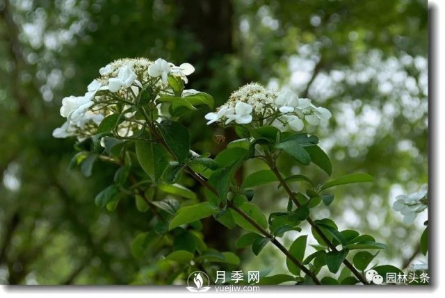 發(fā)展鄉(xiāng)土特色花灌木，這10種是潛力股(圖1)