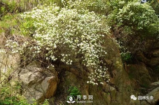 發(fā)展鄉(xiāng)土特色花灌木，這10種是潛力股(圖11)