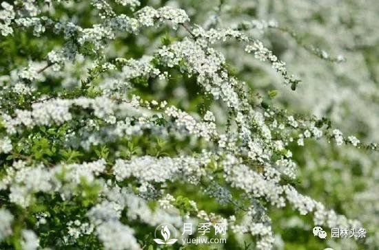 發(fā)展鄉(xiāng)土特色花灌木，這10種是潛力股(圖7)