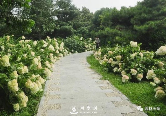 發(fā)展鄉(xiāng)土特色花灌木，這10種是潛力股(圖5)