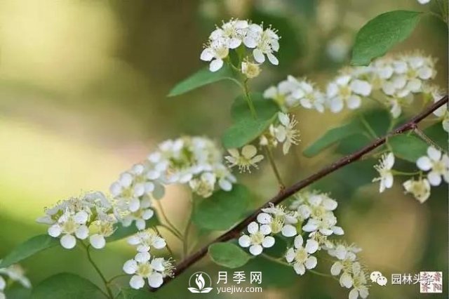發(fā)展鄉(xiāng)土特色花灌木，這10種是潛力股(圖10)