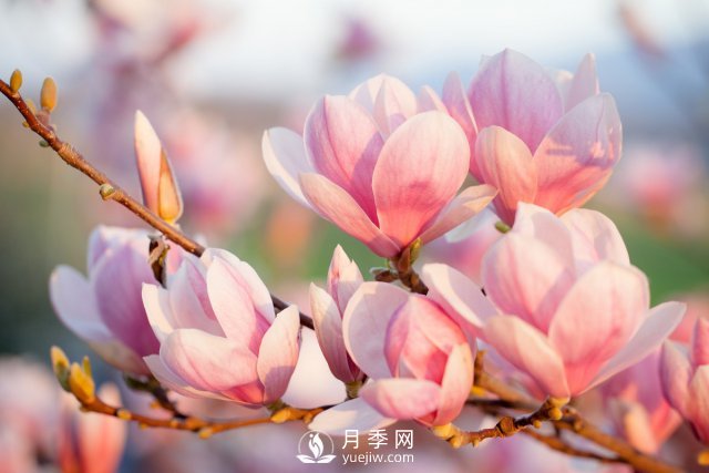 庭院種植玉蘭，解決4個(gè)問(wèn)題香滿(mǎn)庭院(圖1)