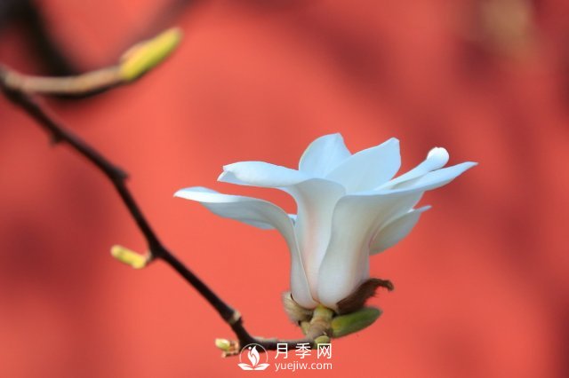 庭院種植玉蘭，解決4個(gè)問(wèn)題香滿(mǎn)庭院(圖3)