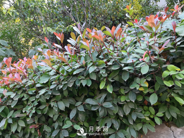 紅葉石楠養(yǎng)護，防治病蟲害是關(guān)鍵(圖1)