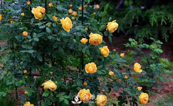 想要盆栽月季開花，這四個條件一定要滿足(圖1)