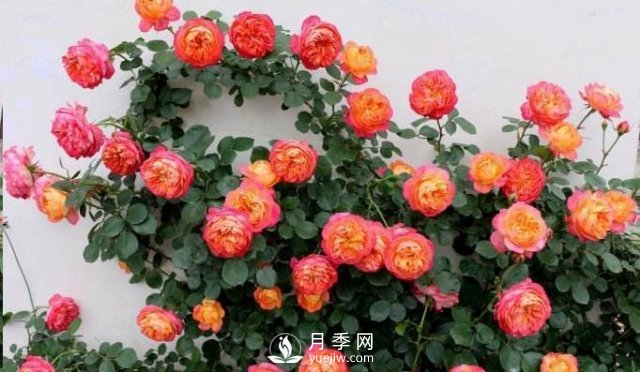 推薦5種多刺月季品種，院子周圍栽種做籬笆，扎哭小偷(圖3)