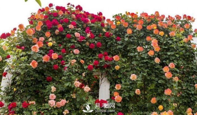 推薦5種多刺月季品種，院子周圍栽種做籬笆，扎哭小偷(圖1)