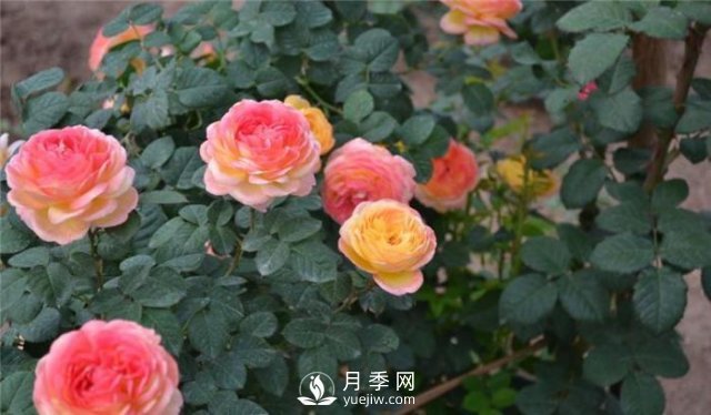 推薦5種多刺月季品種，院子周圍栽種做籬笆，扎哭小偷(圖2)