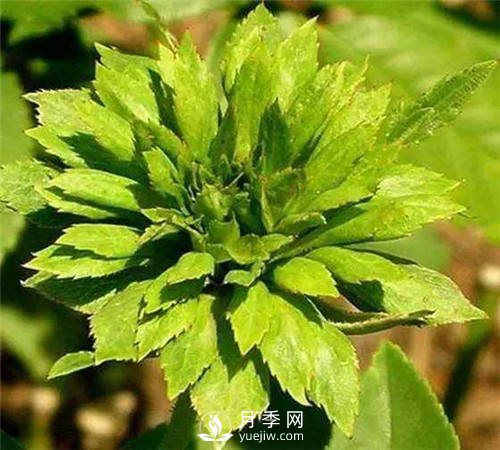 你見過綠色的月季花嗎？介紹下綠萼月季(圖3)