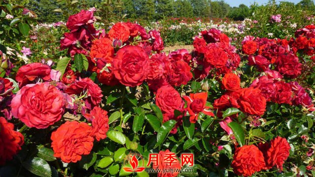 紅色龍沙寶石簡(jiǎn)稱紅龍 你知道咋養(yǎng)嗎？(圖1)
