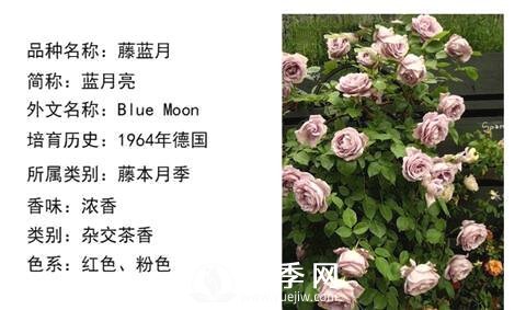 藤本月季經(jīng)典品種介紹，每一款都很美(圖11)
