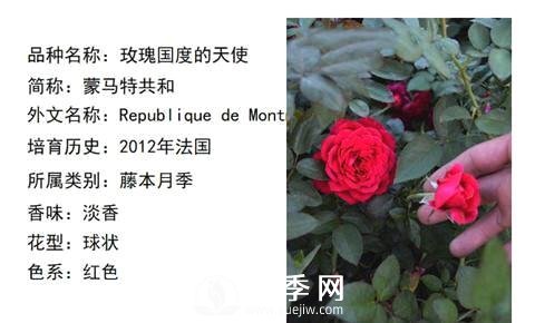 藤本月季經(jīng)典品種介紹，每一款都很美(圖13)