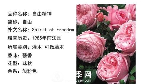 藤本月季經(jīng)典品種介紹，每一款都很美(圖4)