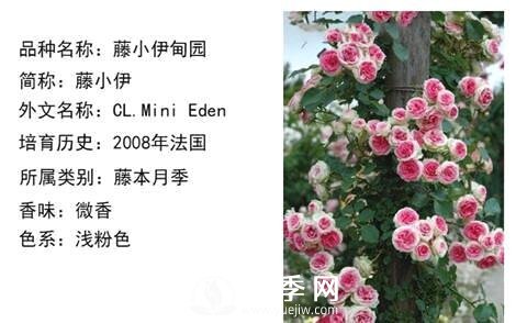 藤本月季經(jīng)典品種介紹，每一款都很美(圖10)