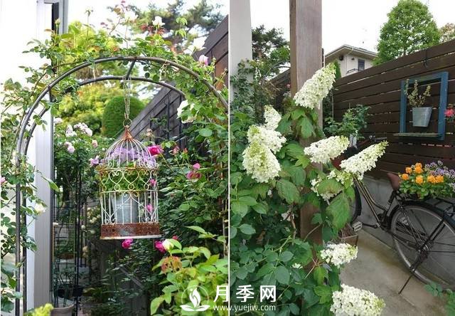 ***耐陰的藤本月季，你知道嗎(圖1)