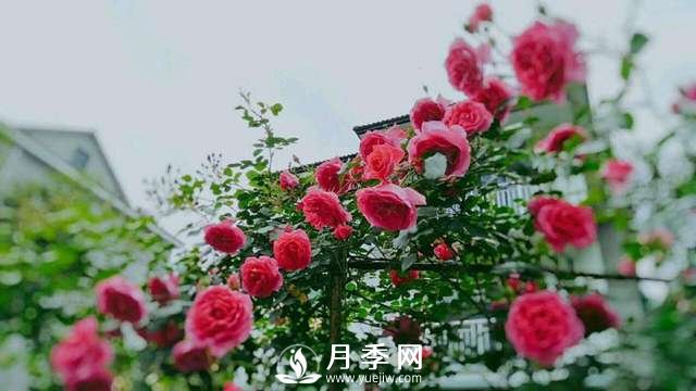 ***耐陰的藤本月季，你知道嗎(圖2)