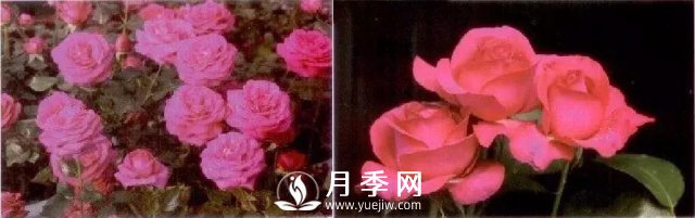 俞紅強(qiáng)團(tuán)隊(duì)自育月季新品種有哪些？(圖2)