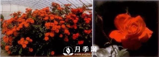俞紅強(qiáng)團(tuán)隊(duì)自育月季新品種有哪些？(圖3)