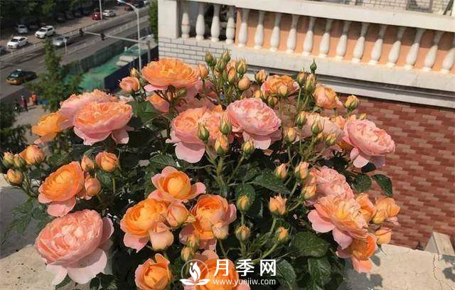 果汁陽臺(tái)，近年來流行的陽臺(tái)盆栽微型月季(圖3)