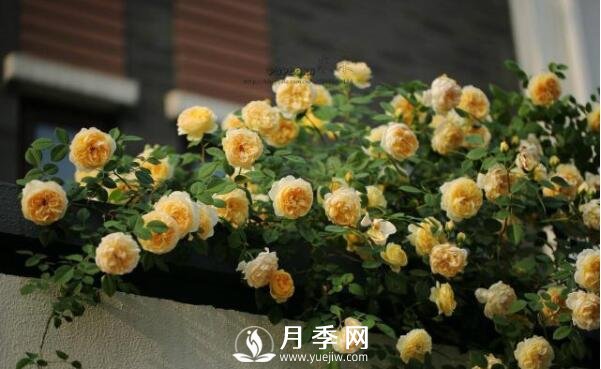 想月季四季開(kāi)花？陽(yáng)臺(tái)栽培技術(shù)必看不可(圖1)