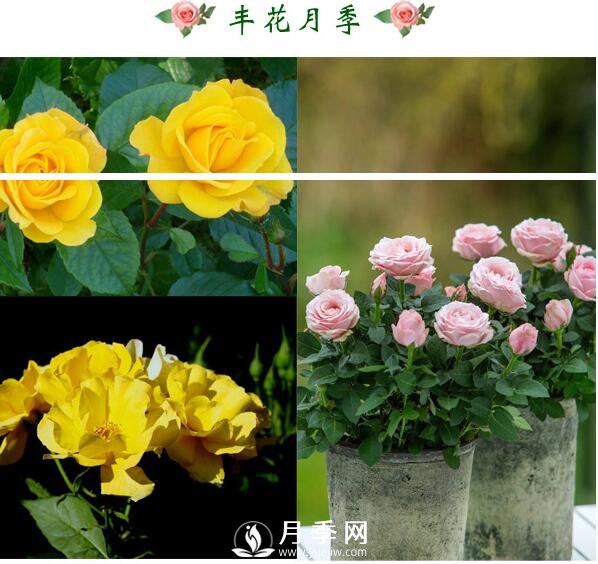 想月季四季開(kāi)花？陽(yáng)臺(tái)栽培技術(shù)必看不可(圖2)
