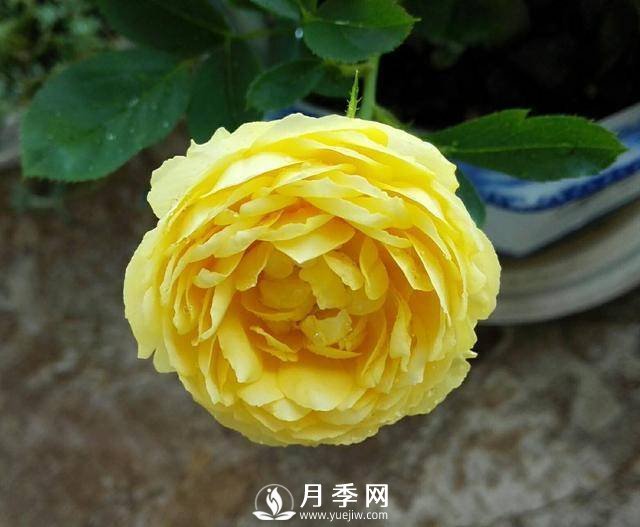 養(yǎng)好月季看“條件”，具備這2個要求，葉綠開花旺(圖1)