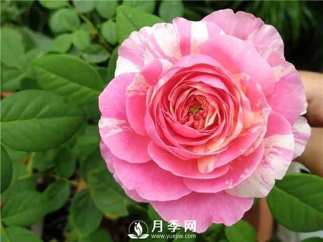 夏季養(yǎng)月季，如何快速的給土壤降溫(圖1)