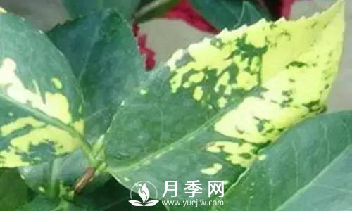 養(yǎng)護(hù)好月季花，這些蟲害技巧你要知道(圖7)