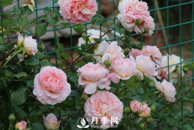 8種“至香”月季，被人稱作是“貴族香”(圖2)