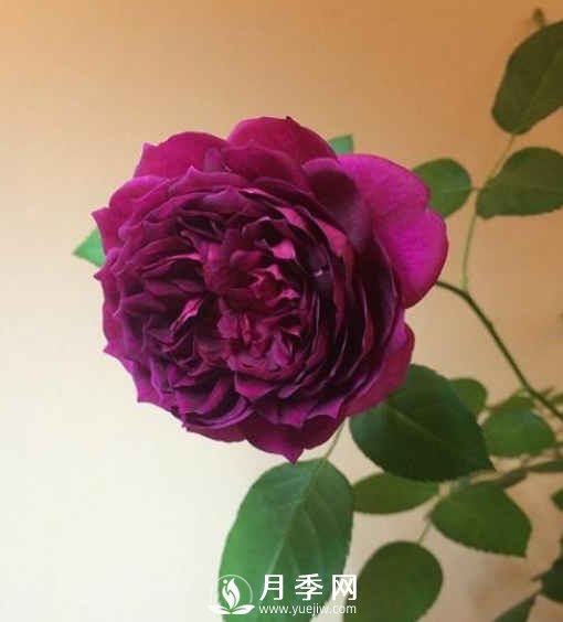 8種“至香”月季，被人稱作是“貴族香”(圖7)