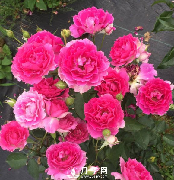 8種“至香”月季，被人稱作是“貴族香”(圖6)