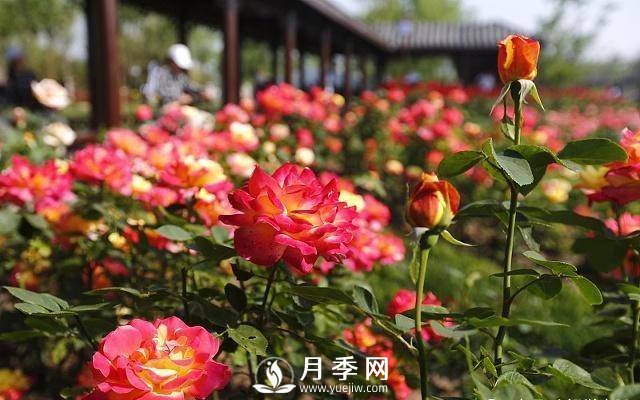自己動(dòng)手學(xué)月季花剪枝，一步一步修，新手也能做得好(圖1)