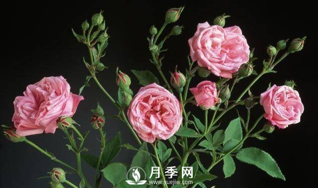 自己動(dòng)手學(xué)月季花剪枝，一步一步修，新手也能做得好(圖2)